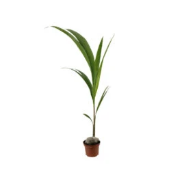 Cocotier Nucifera : Pot H.150cm -Pas Cher Verloisia Magasin 19401 004