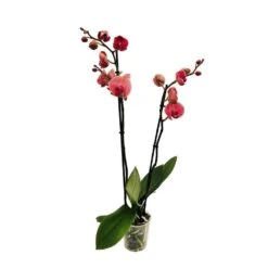 Orchidée Phalaeonopsis 2 Tiges - Pot D.12 Cm -Pas Cher Verloisia Magasin 261303 016