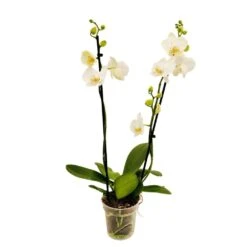 Orchidée Phalaeonopsis 2 Tiges - Pot D.12 Cm -Pas Cher Verloisia Magasin 261303 017