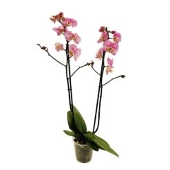 Orchidée Phalaeonopsis 2 Tiges - Pot D.12 Cm -Pas Cher Verloisia Magasin 261303 019