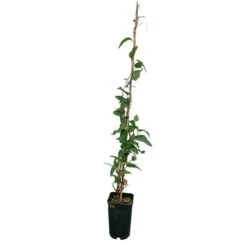 Hardenbergia Violacea - Hardenbergia Violacea 3l -Pas Cher Verloisia Magasin 32a35dfbf103dba4