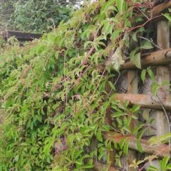 Vigne Vierge Henryana - Parthenocissus Henryana 3l -Pas Cher Verloisia Magasin 4973df6b15814da6