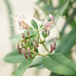 Chèvrefeuille De Henryi - Lonicera Henryi 3l -Pas Cher Verloisia Magasin 4dae102c6edddb42