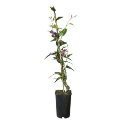 Hardenbergia Violacea - Hardenbergia Violacea 3l -Pas Cher Verloisia Magasin 5403005547ccef70