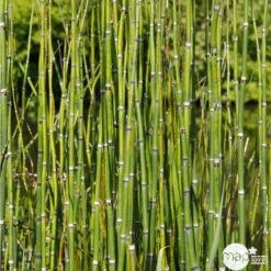 Equisetum Japonica : C.5L