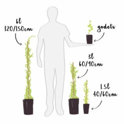 Vigne Vierge 'veitchii' - Parthenocissus Tricuspidata Robusta 1.5l -Pas Cher Verloisia Magasin 60d9a18f56a0db76