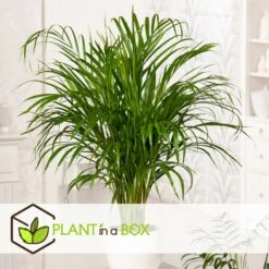 Palmier Areca - Pot ⌀27 Cm - H. 140-150cm (hauteur Pot Incluse) -Pas Cher Verloisia Magasin 628632bc506f44.58266034