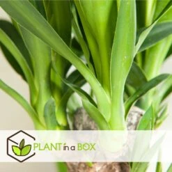 Set De 3 Mini Palmiers D'intérieur - Pot ⌀12cm - H25-40cm (hauteur Pot Incluse) 9 Set De 3 Mini Palmiers D'intérieur - Pot ⌀12cm - H25-40cm (hauteur Pot Incluse) -Pas Cher Verloisia Magasin 63640c4055cf66.24697889