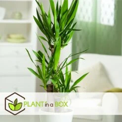 Set De 3 Mini Palmiers D'intérieur - Pot ⌀12cm - H25-40cm (hauteur Pot Incluse) 11 Set De 3 Mini Palmiers D'intérieur - Pot ⌀12cm - H25-40cm (hauteur Pot Incluse) -Pas Cher Verloisia Magasin 63640c405b5bc5.95212273