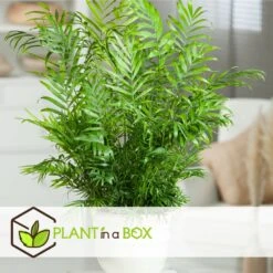 Set De 3 Mini Palmiers D'intérieur - Pot ⌀12cm - H25-40cm (hauteur Pot Incluse) 12 Set De 3 Mini Palmiers D'intérieur - Pot ⌀12cm - H25-40cm (hauteur Pot Incluse) -Pas Cher Verloisia Magasin 63640c40636702.22798417