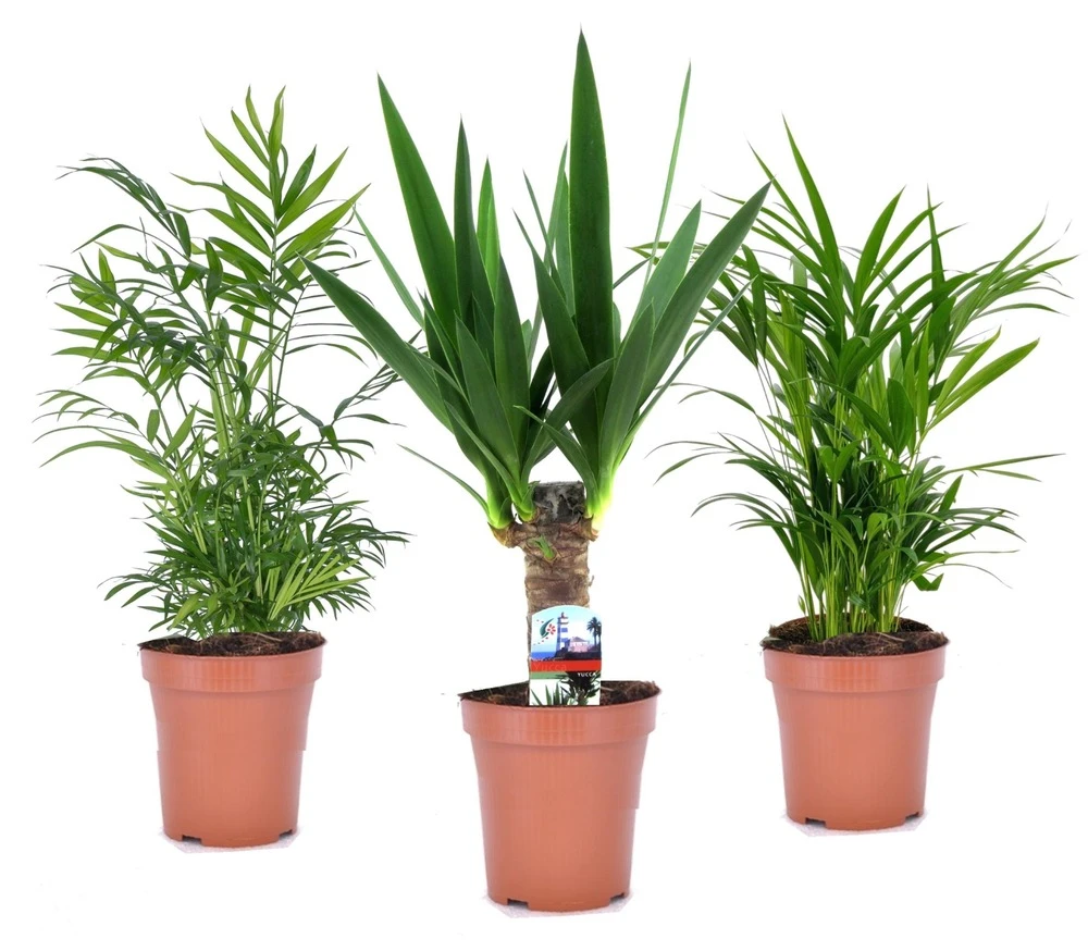 Set De 3 Mini Palmiers D'intérieur - Pot ⌀12cm - H25-40cm (hauteur Pot Incluse) 1 Set De 3 Mini Palmiers D'intérieur - Pot ⌀12cm - H25-40cm (hauteur Pot Incluse)