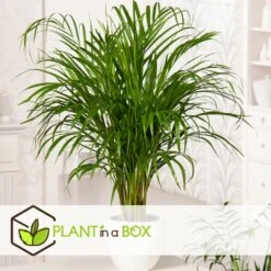 Set De 3 Mini Palmiers D'intérieur - Pot ⌀12cm - H25-40cm (hauteur Pot Incluse) 13 Set De 3 Mini Palmiers D'intérieur - Pot ⌀12cm - H25-40cm (hauteur Pot Incluse) -Pas Cher Verloisia Magasin 63640c407ee146.71069969