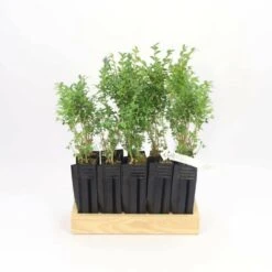 10 Buis Commun (buxus Sempervirens) - Haie De Buis Commun - 10 Jeunes Plants : Taille 10cm 7 10 Buis Commun (buxus Sempervirens) - Haie De Buis Commun - 10 Jeunes Plants : Taille 10cm -Pas Cher Verloisia Magasin 63bca70f6481e0.85631913
