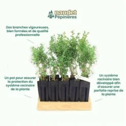 10 Buis Commun (buxus Sempervirens) - Haie De Buis Commun - 10 Jeunes Plants : Taille 10cm 8 10 Buis Commun (buxus Sempervirens) - Haie De Buis Commun - 10 Jeunes Plants : Taille 10cm -Pas Cher Verloisia Magasin 63bca70f685e23.10789299