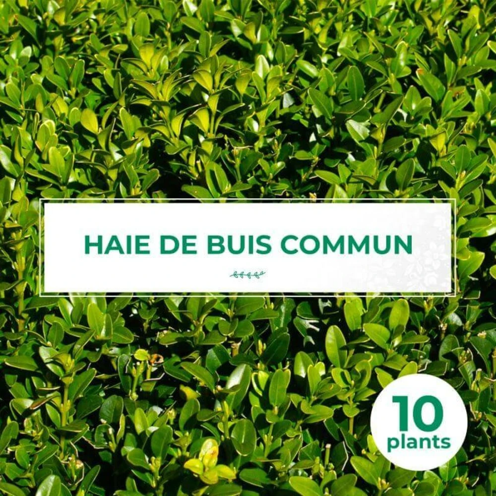 10 Buis Commun (buxus Sempervirens) - Haie De Buis Commun - 10 Jeunes Plants : Taille 10cm 1 10 Buis Commun (buxus Sempervirens) - Haie De Buis Commun - 10 Jeunes Plants : Taille 10cm