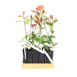 10 Photinia (photinia Fraseri 'red Robin') - Haie De Photinia Red Robin - 10 Jeunes Plants : Taille 20/40cm 8 10 Photinia (photinia Fraseri 'red Robin') - Haie De Photinia Red Robin - 10 Jeunes Plants : Taille 20/40cm -Pas Cher Verloisia Magasin 63bca725644c67.63472126