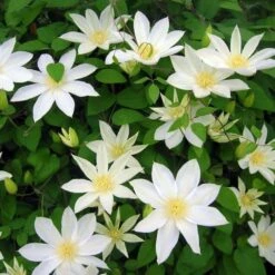 Pas Cher Verloisia Magasin 19 Clématite 'wada's Primrose' - Conteneur 3l