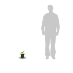 Clématite Viticella Avant Garde™ 'evipo033'/godet. -Pas Cher Verloisia Magasin 63ed44e09f12b4.04360792