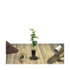 Vigne Vierge Quinquefolia Murorum/pot De 1,5l - Tuteur Bambou 30/60 Cm -Pas Cher Verloisia Magasin 63ed44fef223f1.51826197