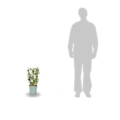 Jasmin étoilé Asiaticum Pink Showers®/pot Déco De 4,6l - Echelle 60 Cm -Pas Cher Verloisia Magasin 63ed450fc66427.08737740