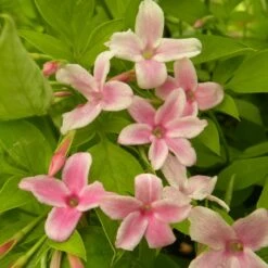 Jasmin X Stephanense/pot De 3l - Echelle Bambou 60/120 Cm