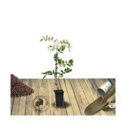 Glycine Soyeuse Venusta/pot De 1,5l - Tuteur Bambou 30/60 Cm -Pas Cher Verloisia Magasin 63ed465f488bc2.56066408