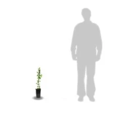 Clématite Ruutel/pot De 2l -Pas Cher Verloisia Magasin 63ed46b01e5f62.84286256