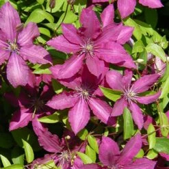 Clématite Ruutel/pot De 2l