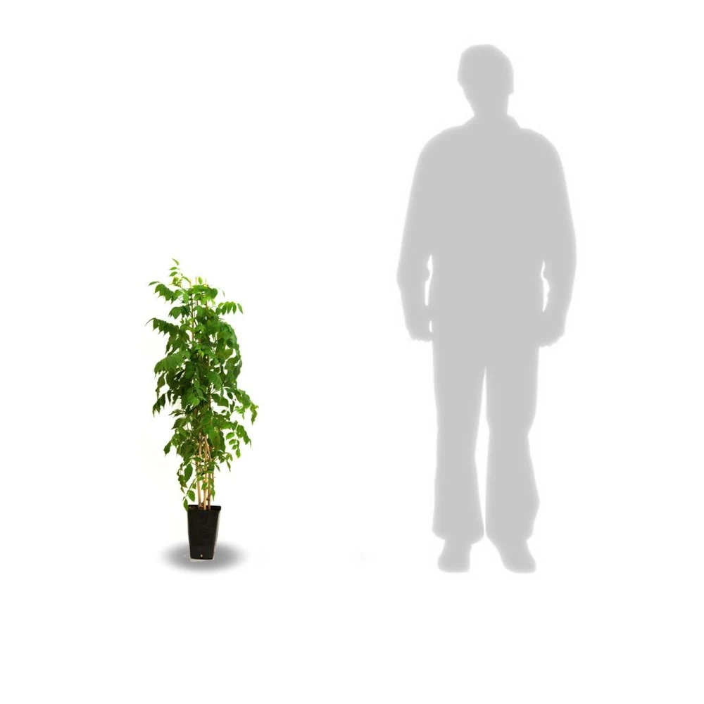 Glycine Du Japon Floribunda Pink Ice/pot De 3l - Echelle Bambou 60/120 Cm 3 Glycine Du Japon Floribunda Pink Ice/pot De 3l - Echelle Bambou 60/120 Cm – Image 3