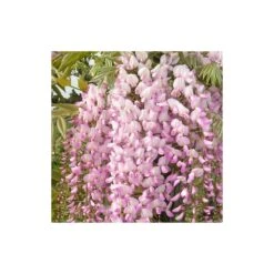 Glycine Du Japon Floribunda Pink Ice/pot De 3l - Echelle Bambou 60/120 Cm