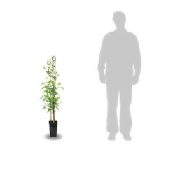 Jasmin Blanc Officinale/pot De 3l - Echelle Bambou 60/120 Cm -Pas Cher Verloisia Magasin 63ed46ecabc502.91203662