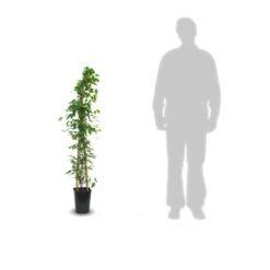 Clématite Armandii Snowdrift/pot De 6l - Tipi Bambou 90/150 Cm -Pas Cher Verloisia Magasin 63ed526f6af959.88319790