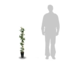 Passiflore Caerulea Purple Haze/pot De 1,5l - Tuteur Bambou 30/60 Cm -Pas Cher Verloisia Magasin 63efe61c6d5f13.16567858