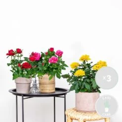 3x Mélange De Rosiers En Pot – Rosa – Patio & Plante D'intérieur – ⌀12cm – ↕20-30cm -Pas Cher Verloisia Magasin 63f3b946a3b938.46075972