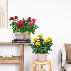 3x Mélange De Rosiers En Pot – Rosa – Patio & Plante D'intérieur – ⌀12cm – ↕20-30cm -Pas Cher Verloisia Magasin 63f3b946bd22a2.84993476