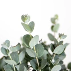 Eucalyptus Gunnii - Gommier - Arbuste - Persistant – ⌀17 Cm - ↕40-50 Cm -Pas Cher Verloisia Magasin 63f3b94e4d0619.39591712