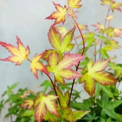 Acer Palmatum 'little Princess' – érable Du Japon – Arbuste - Rustique – ⌀19 Cm - ↕40-50 Cm -Pas Cher Verloisia Magasin 63f3b95f4ce7f5.69030143