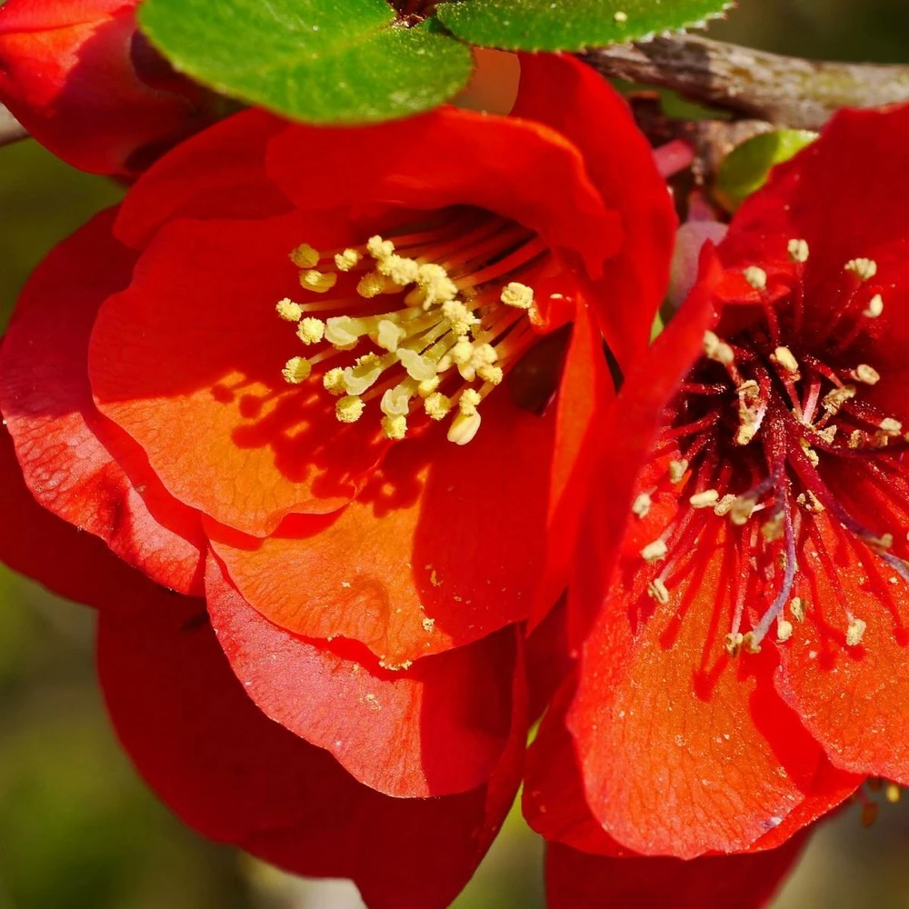 Cognassier Du Japon Speciosa Crimson And Gold/pot De 3l - 40/60 Cm 1 Cognassier Du Japon Speciosa Crimson And Gold/pot De 3l - 40/60 Cm