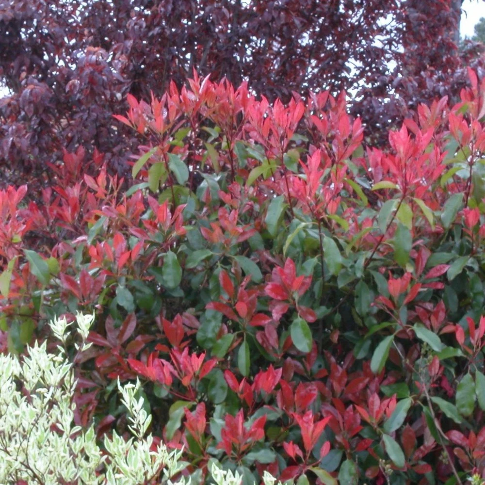 Photinia X Fraseri Red Robin/pot De 5l - 80/100 Cm 1 Photinia X Fraseri Red Robin/pot De 5l - 80/100 Cm