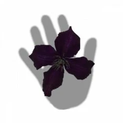 Clématite Viticella Dark Eyes/pot De 3l - Echelle Bambou 60/120 Cm 7 Clématite Viticella Dark Eyes/pot De 3l - Echelle Bambou 60/120 Cm -Pas Cher Verloisia Magasin 63f4cd7fd164a2.29375399