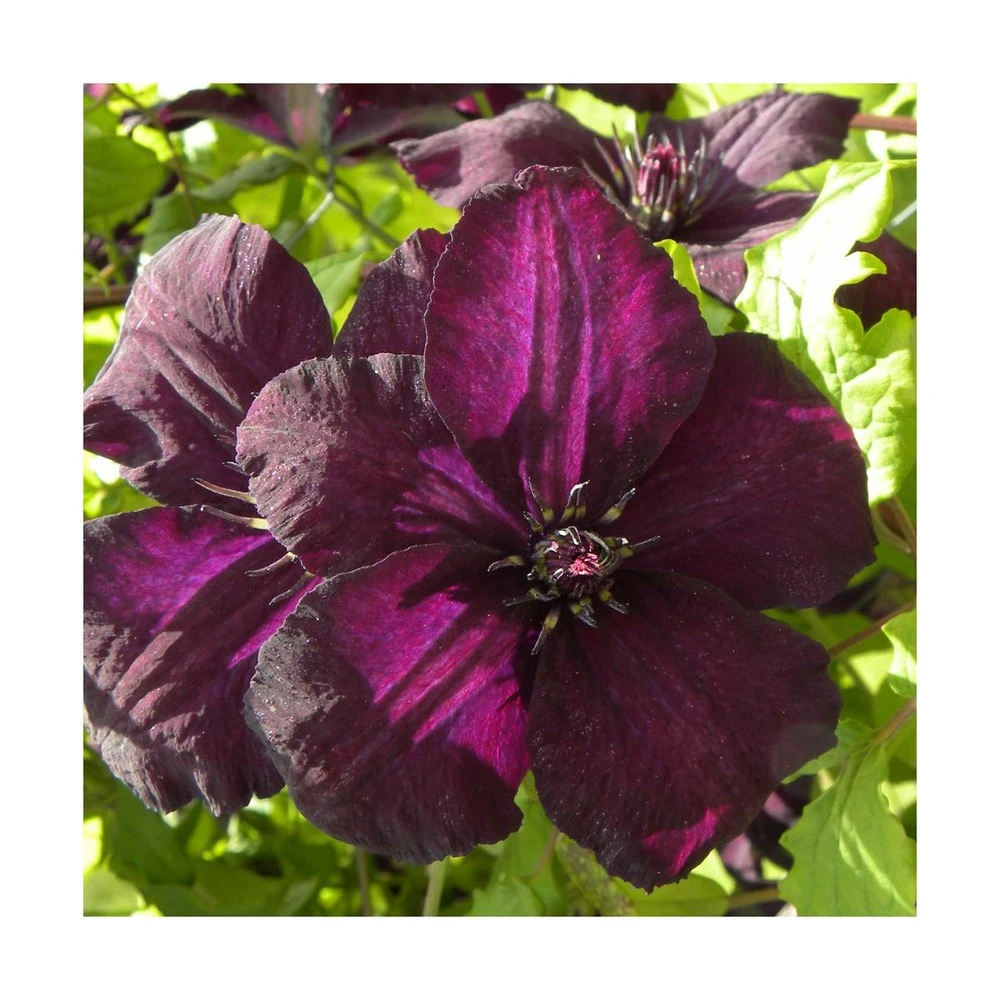 Clématite Viticella Dark Eyes/pot De 3l - Echelle Bambou 60/120 Cm 1 Clématite Viticella Dark Eyes/pot De 3l - Echelle Bambou 60/120 Cm