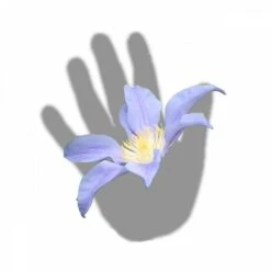 Clématite Integrifolia Blue River® 'zoblueriver'/pot De 3l - Echelle Bambou 60/120 Cm -Pas Cher Verloisia Magasin 63f4cebbd865d8.12957379