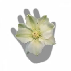 Clématite Guernsey Cream/pot De 3l - Echelle Bambou 60/120 Cm -Pas Cher Verloisia Magasin 63f4ced88baef3.65976902