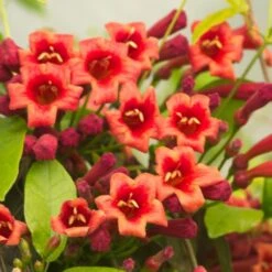 Bignone Capreolata Atrosanguinea/pot De 1,5l - Tuteur Bambou 30/60 Cm -Pas Cher Verloisia Magasin 63f4cef710d0e6.83953406