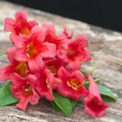 Bignone Capreolata Atrosanguinea/pot De 1,5l - Tuteur Bambou 30/60 Cm -Pas Cher Verloisia Magasin 63f4cef7186c97.26425340