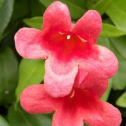 Bignone Capreolata Atrosanguinea/pot De 1,5l - Tuteur Bambou 30/60 Cm -Pas Cher Verloisia Magasin 63f4cef73d4be0.20747155