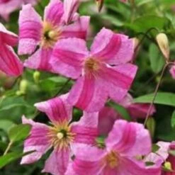 Pas Cher Verloisia Magasin 23 Clématite Viticella Pink Mink®/pot De 3l - Echelle Bambou 60/120 Cm