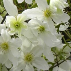 Clématite X Cartmanii Avalanche® 'blavaal'/pot De 3l - Echelle Bambou 60/120 Cm