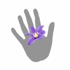 Clématite Integrifolia Arabella/pot De 3l - Echelle Bambou 60/120 Cm -Pas Cher Verloisia Magasin 63f4cf562b4c53.53611809