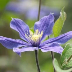 Clématite Integrifolia Arabella/pot De 3l - Echelle Bambou 60/120 Cm